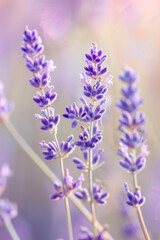 Obraz premium purple lavender flower close up