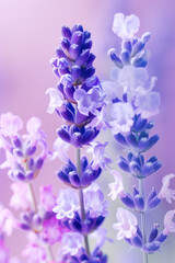 purple lavender flower close up