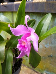 purple hybrid cattleya orchid with blurry background - obrazy, fototapety, plakaty