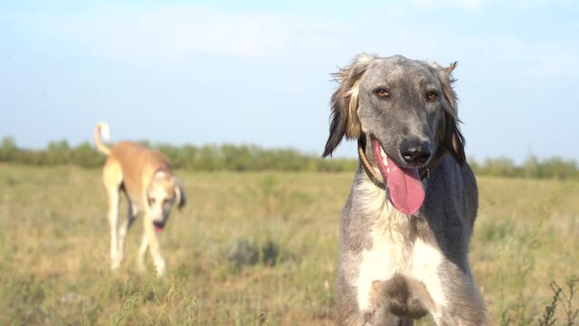 Tazy, hound dog