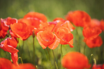 Obraz premium close up of red poppy flowers in a field. Field of bright red corn poppy flowers in summer. Field of Corn Poppy Flowers Papaver rhoeas in italian farm.