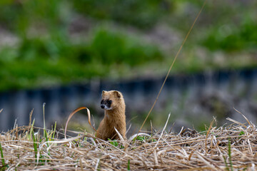 餌を探しに農耕地に出てきたが周りを警戒しているイタチ