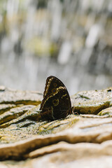 Beautiful butterfly on a stone in a greenhouse.