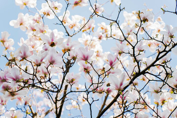 Blossoming magnolia tree in springtime against soft blue sky