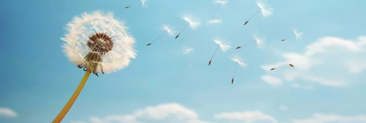 Foto op Canvas Dandelion seed drifting in the wind, with copy space for text placement and dreamy atmosphere © Andrei