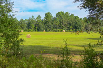 "Nature's bounty: A picturesque landscape unfolds as rolls of hay adorn a lush green field, embodying the timeless allure of rural serenity. 🌾🌿 #CountrysideCharm #HarvestSeason"