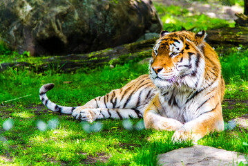 Granby, Canada - June 8 2019: Tiger in Granby Zoo