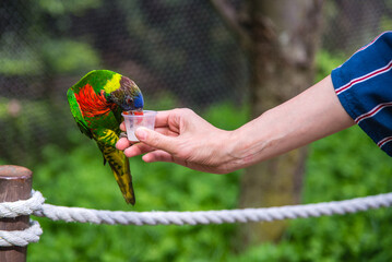 Granby, Canada - June 8 2019: Girl feeding a parrot on hand in Granby Zoo
