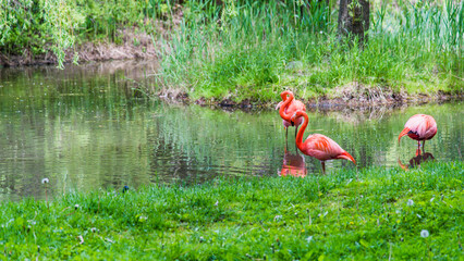 Granby, Canada - June 8 2019: Flamingo in Granby Zoo