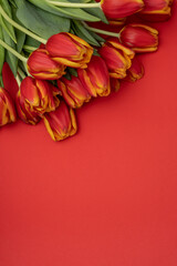Bouquet of beautiful tulips on a red background.