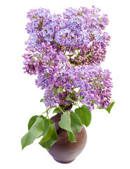 lilac flowers in a vase isolated on white