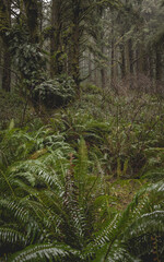 A forest with a lot of green plants and trees