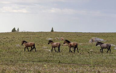 Fototapeta na wymiar Wild Horses in the Pryor Mountains Montana in Summer