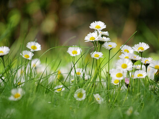 Bellis perennis Daisies blossom in spring time in Turkenschanz Park, Wien © Anastasiia
