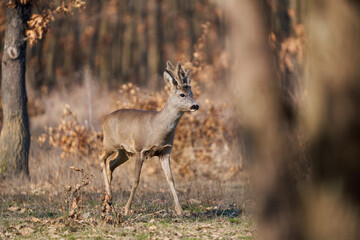 Roebuck with fluffy horns in the forest