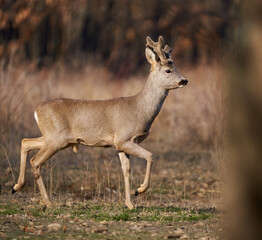 Roebuck with fluffy horns in the forest