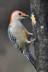 Red Bellied Woodpecker