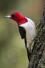 Red Headed Woodpecker
