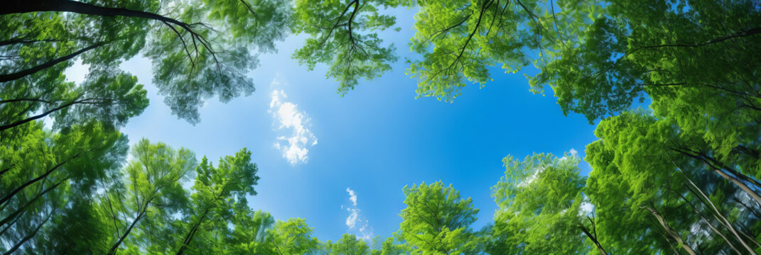 green leaves and sky, Clear blue sky and green trees seen from below. Carbon neutrality concept presented in a vertical format. Pictures for Earth Day or World Environment Day desktop backgrounds.