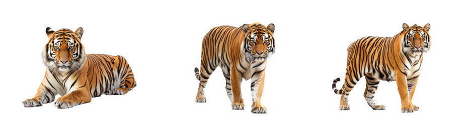 Obraz premium Royal tiger (P. t. corbetti) isolated on white background