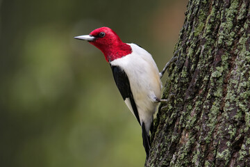 Red Headed Woodpecker