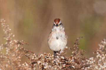 Chipping Sparrow