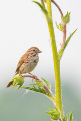 Song Sparrow