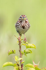 Song Sparrow