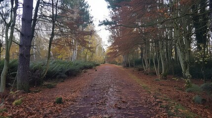 Strolling amidst towering trees: a serene path through new forest national park, england