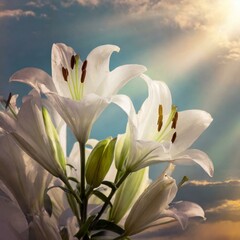 Obraz premium white lilies with sunlight
