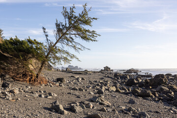 A lone tree stands on a rocky beach
