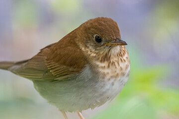 Veery