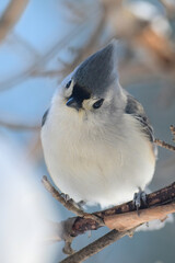 Tufted Titmouse
