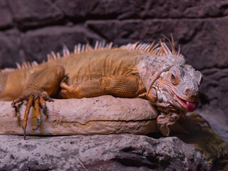 Obraz premium a cute lizard