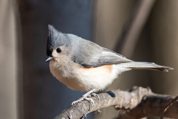 Tufted Titmouse