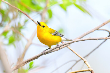 Prothonotary Warbler