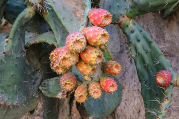 Prickly pear cactus fruits close-up - 758098712