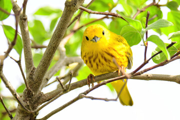 Yellow Warbler