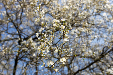 branches of a tree. Macro photo of white flowers on a tree. Tree branch with white blossoming buds.