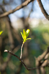 A green bud on a tree branch, close-up. A blossoming tree. A bush with blossoms. 
