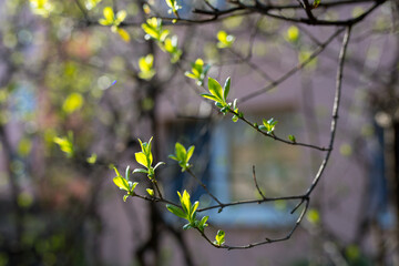 spring leaves in the forest