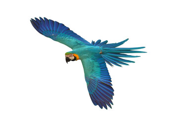 Colorful flying Blue and Gold Macaw parrot isolated on transparent background png file