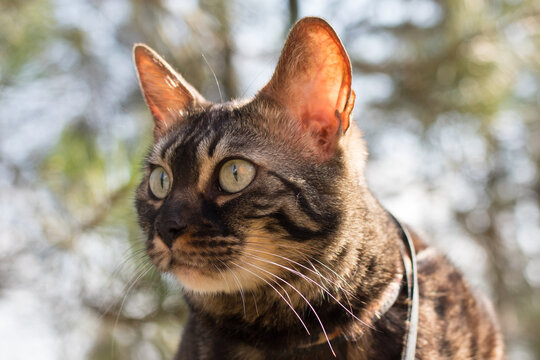 Close-up of a cat's muzzle. Eared cat. Brown coloring of the cat. The cat's large ears shine through in the sun.
