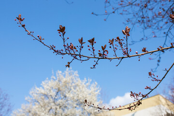 A tree branch with buds budding. White blooms in the spring.