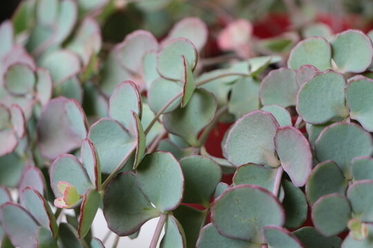 Close up the October Daphne leafs. October stonecrop. The scientific name of this flower Hylotelephium Sieboldii