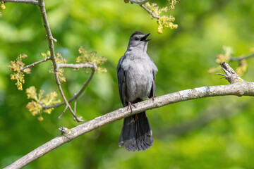 Gray Catbird