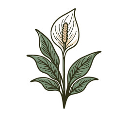 Fototapeta na wymiar Peace Lily Flower Hand drawn vector illustration graphic