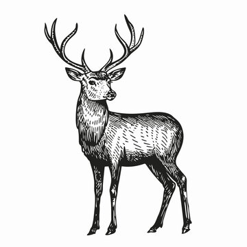 Deer. Black and white engraving. Vector illustration.