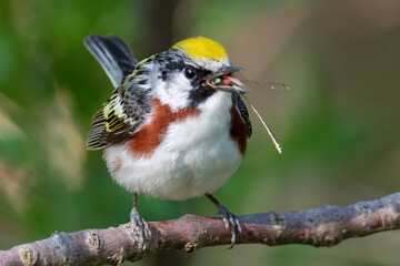 Chestnut Sided Warbler