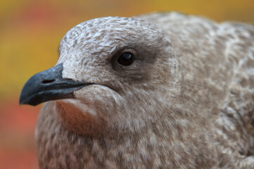A young seagull resting on a roof.